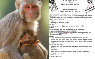 बाँदर नियन्त्रणका लागि अर्घाखाँचीमा २० जना वन हेरालु माग