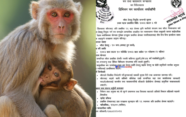 बाँदर नियन्त्रणका लागि अर्घाखाँचीमा २० जना वन हेरालु माग